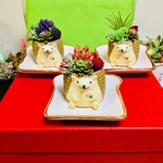 トーストの上の多肉ハリネズミ🍀ストロベリー🍓