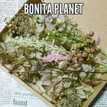 BONITA PLANET♥フラワーボックス