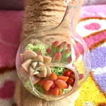 多肉のちいさな世界