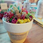こっそり出品*°  多肉 寄せ植え 多肉植物