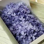 ハーバリウム ★ プリザーブドフラワー ★ 紫陽花 ★ ライトパープル