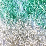 シェア花材☆ソフトミニカスミ草　グリーンホワイト