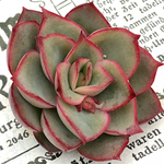 多肉植物カット苗🌵スターフェスティバル🙌