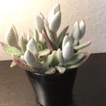 新入荷♡うさぎのきもち♡カランコエ