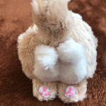 ニャンコイン