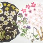 【ワンコイン】押し花カラフルセット     花宿