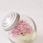 桜　さくら　キャンディーボトル