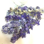 デルフィニューム花材☆ハーバリウムなどに