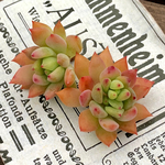 多肉植物カット苗🌵リトルビューティー2個🙌
