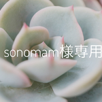 sonomom様専用ドライフラワーレードル寄せ