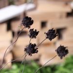 チョコレートコスモス（7本組）の Dry Flower