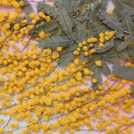 ★　たっぷりミモザ　押し花素材　★