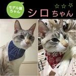 猫のばんだーにゃ(青地ネコ柄・赤地ネコちゃん和柄リバーシブル) バンダナ