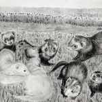 tentamasan様専用鉛筆画