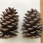 巨大まつぼっくり