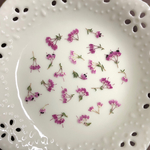 再販 ジャノメエリカ(押し花)