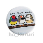 鳥 キンカチョウ コキンチョウ カノコスズメ 缶バッジ 1747