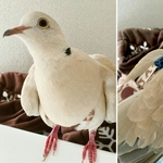 ponkanchi さま専用❤ギンバト用❤フライトスーツ