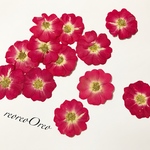 ミニ薔薇  押し花 