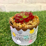 ❤︎多肉植物 可愛いリメ缶の寄せ植え