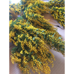 ドライフラワーミモザの花束（特大）