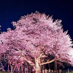  ♡ともみ様専用♡