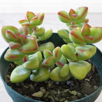 多肉植物　"愛 星"