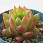 多肉植物　"ジェイドポイント"