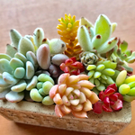 多肉植物 カット苗 パステル3