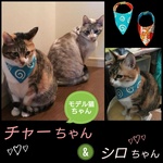 2way⭐猫の[ジャンボ]ばんだーにゃ(渦巻き柄・梅柄シルクリバーシブル) バンダナ…ちょっと大きめ