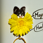 【パロパロ様専用】お花と犬のマグネットフック
