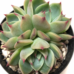 三頭群生♡残り1点♡桃太郎♡エケベリア、多肉植物