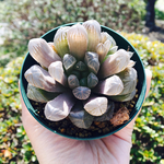 81.大人気♡ハオルチア・オブツーサ♡透き通る美しさ♡多肉植物♡インテリア♡観葉植物