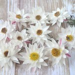 ドライフラワー＜ペーパーカスケード＞茎つき10本