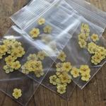 押し花Ａ【レモンイエロー】40個