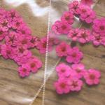 押し花Ａ【濃いピンク】40個