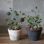 ユーカリと多肉植物寄せ植え