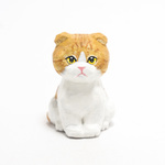 コルクのスコティッシュフォールド子猫・渦茶白