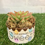 ❤︎多肉植物 可愛いリメ缶の寄せ植え