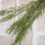 ソフトストーベ(プリザーブド）ウォッシュグリーン