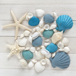 BEACH BLUE SHELL（S）