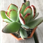 月兎耳♡多肉植物、カランコエ
