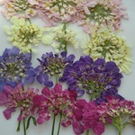 押し花素材。🌼キャンディタフト