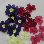 押し花素材。🌼バーベナ