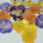 押し花素材(ビオラカラフル23リンセット)