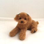 羊毛 トイプードルのレッド