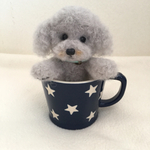 トイプードル  シルバー