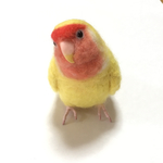 ※専用ページです※birdhous274様ご依頼のルチノーコザクラインコちゃん実物大です♪