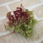 【単品】紫陽花プリザーブドフラワー「アナベルグリーンボルドー」