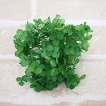 【単品】紫陽花プリザーブドフラワー「アナベルグリーン」